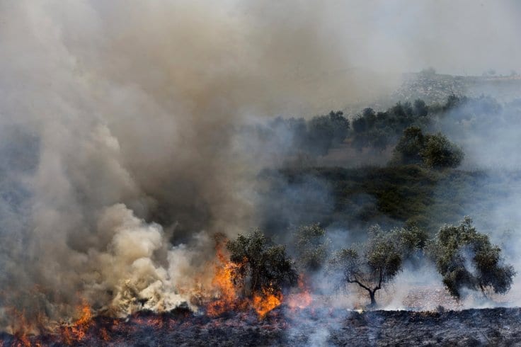 A hilly landscape with hundreds of olive trees, many of which have been set on fire, with smoke billowing above them.