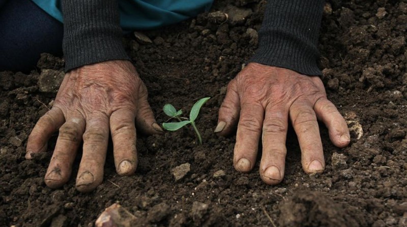 Two light brown hands with wrinkles are resting on dirt that is mostly bare except for a single green shoot growing out of the ground with a few leaves.