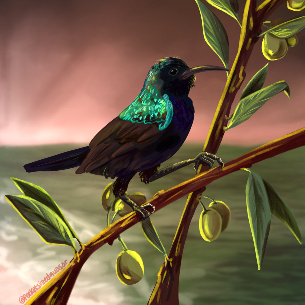A digital painting of a Palestine sunbird sitting perched on olive branches. it is a small black and blue songbird with a teal-turquoise shimmer on its head and upper wings. In the background is a faded scene of a beach at sunset in the colors of the Palestinian flag: red, green, black, and white. The artist’s signature “@pocketsizedquasar” is written over one of the branches on the bottom left.